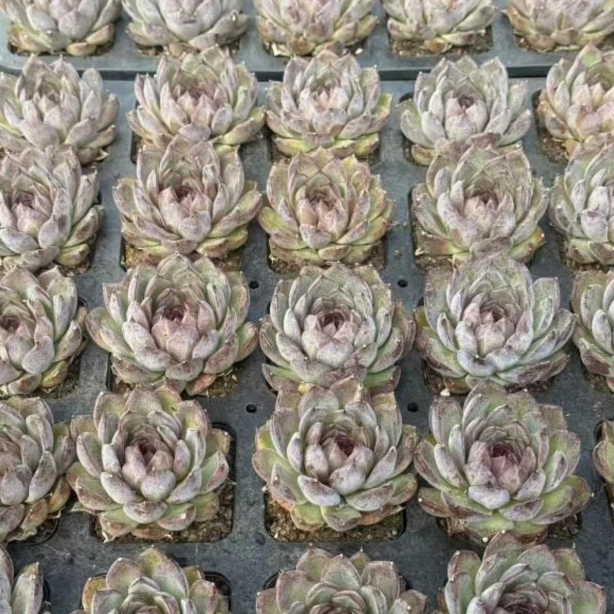 21981 パープル　ハーモニー（7cm pot）