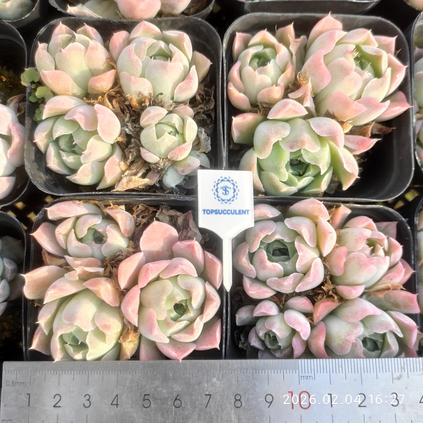 26009 ローズエレガンス