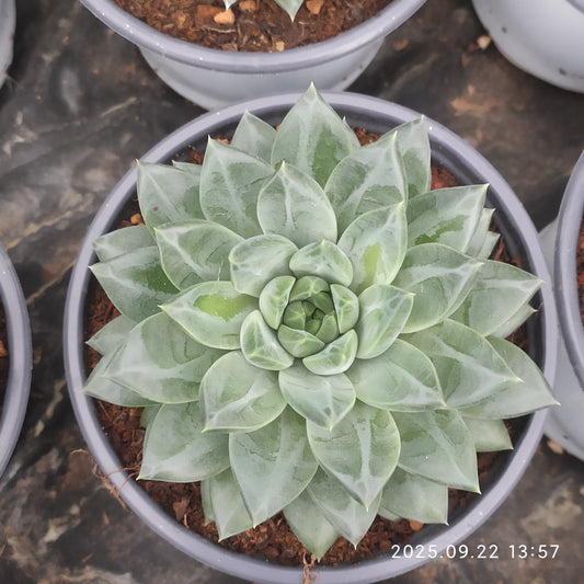 LB057 ブルー　アンド　ワイト（7cm pot）