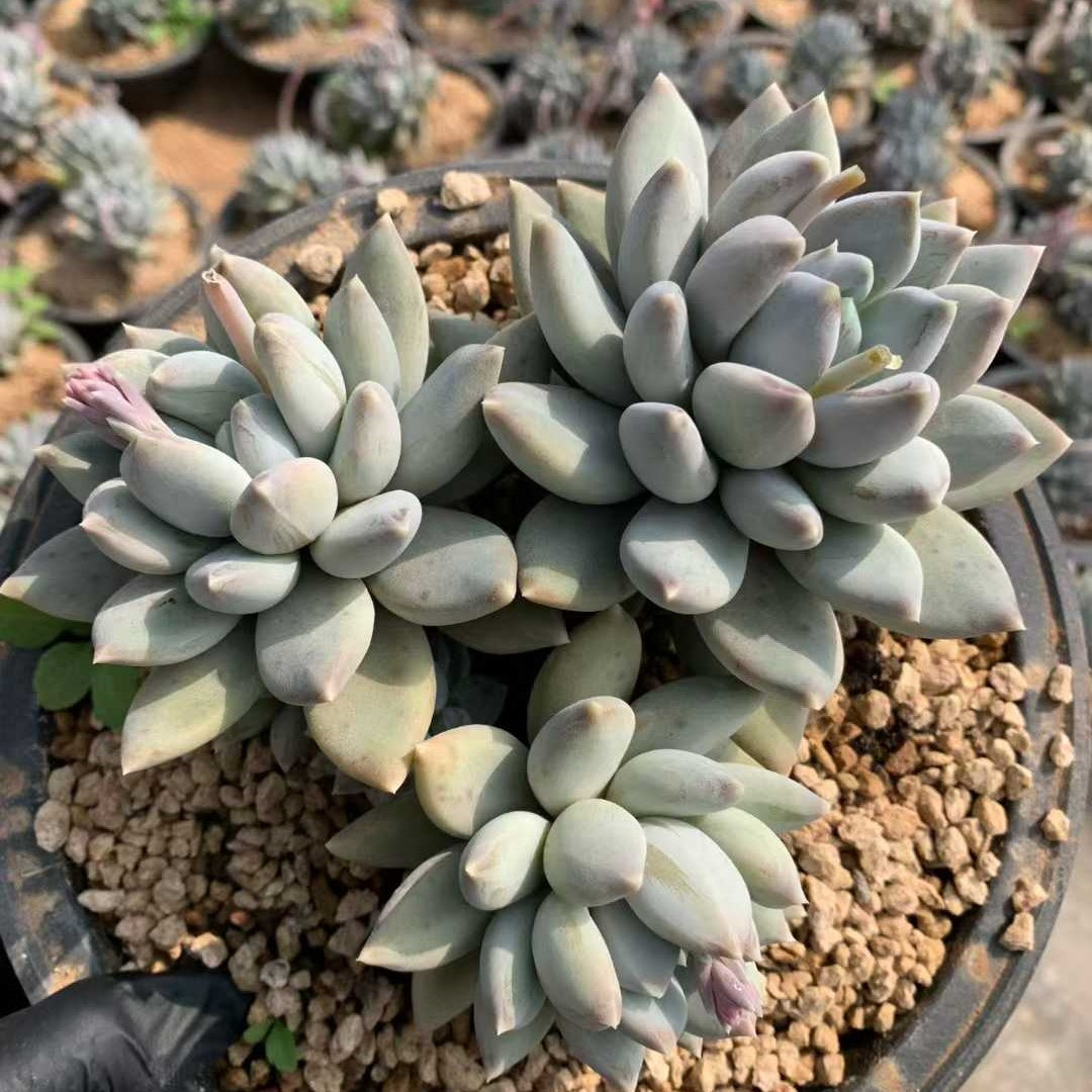 26233 エリザベスビューティー