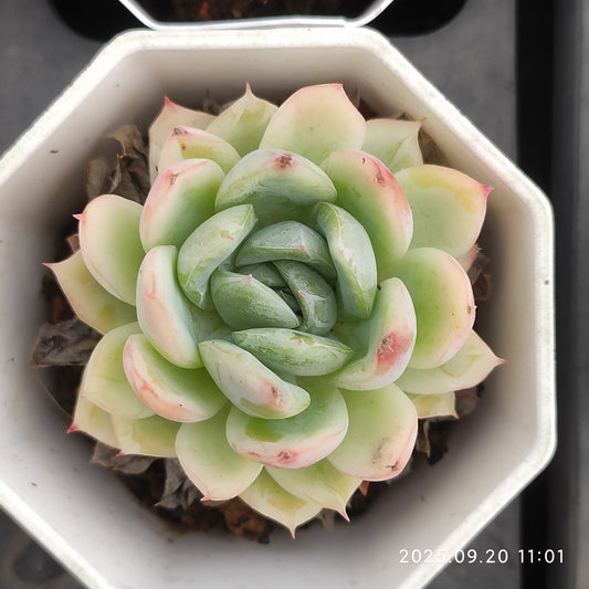 DQ078 オリジナル　ブルー　サプライズ （7cm pot）