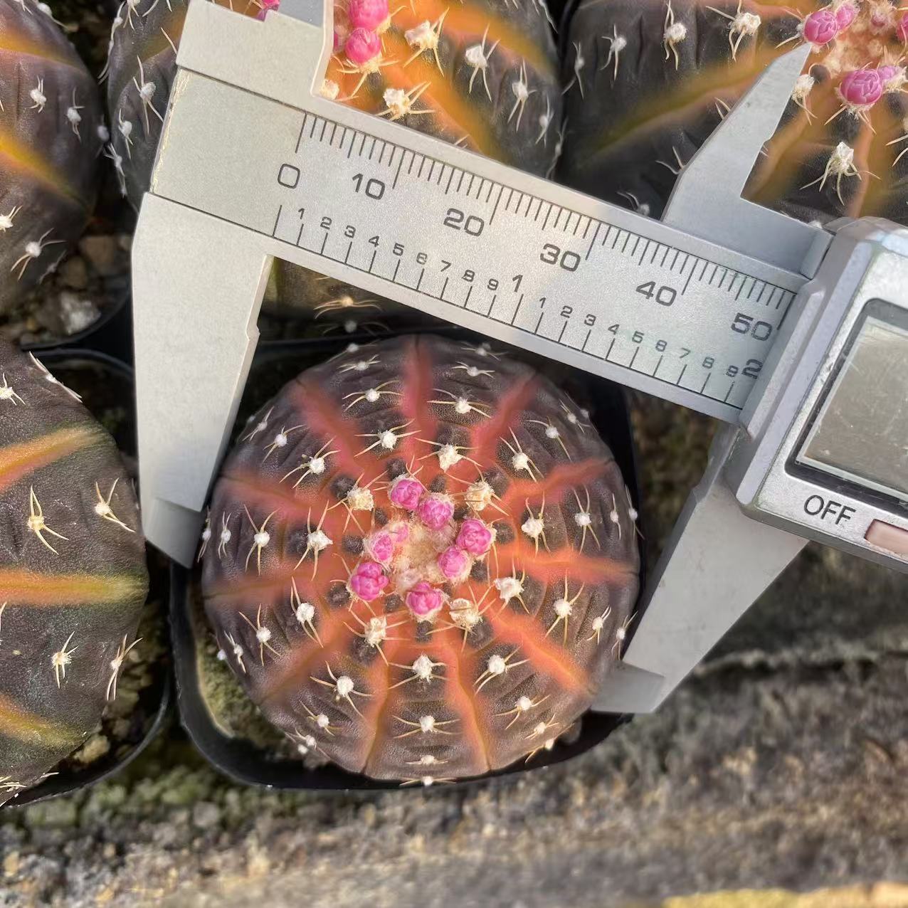 ZL541 ラゴネシー（5cm pot）