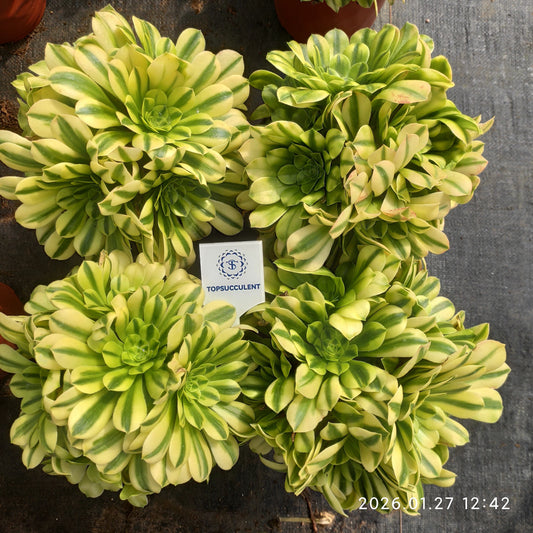 23290 アエオニウム　ゴールドジェイド