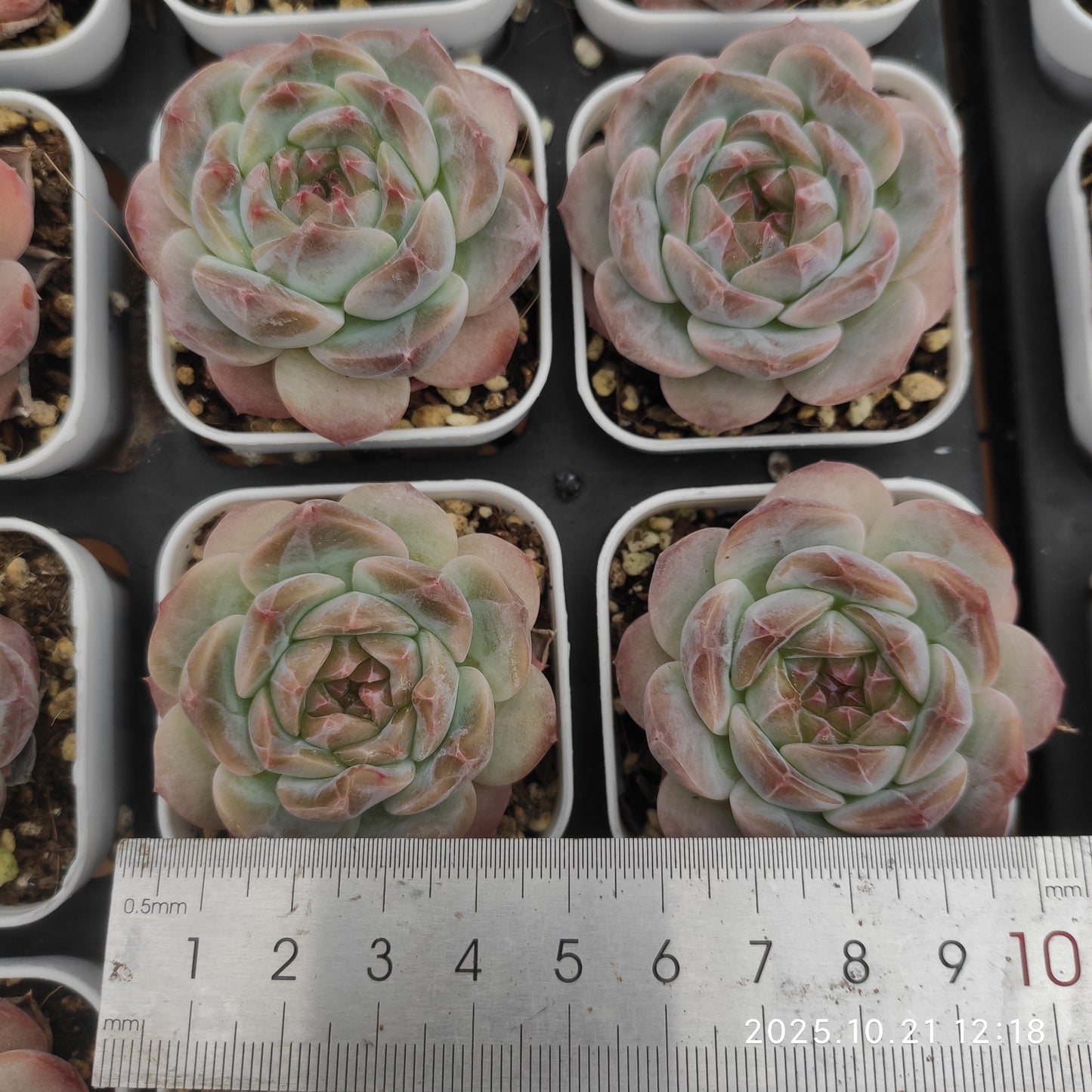 MMY1000 アイススピリット（5.5cm pot）