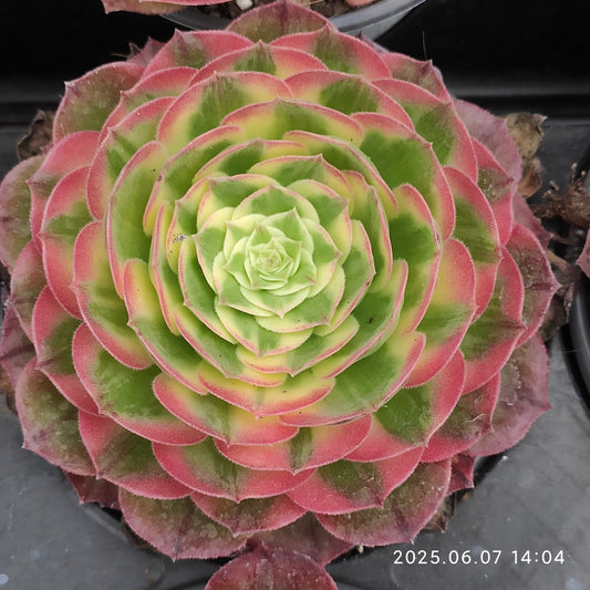 MMY1199 アエオニウム　シーキング（12cm pot）