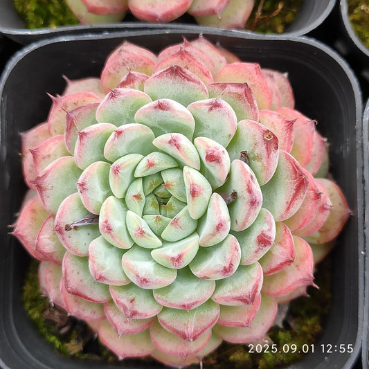 QN703 ブルーミニマ（6.5cm pot）