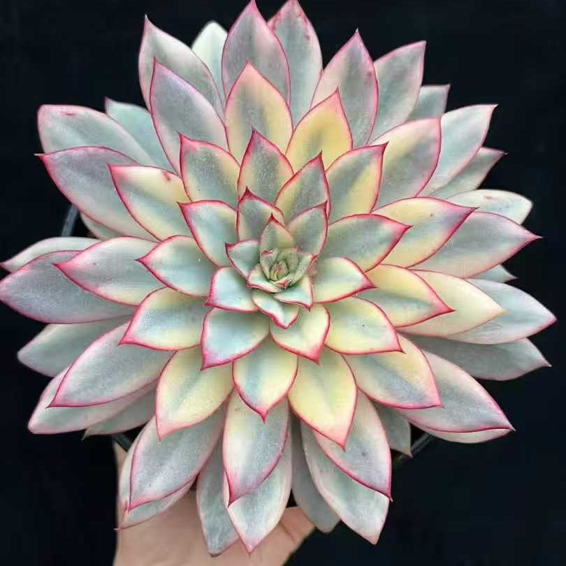 BL2104 エスター錦（18cm pot）