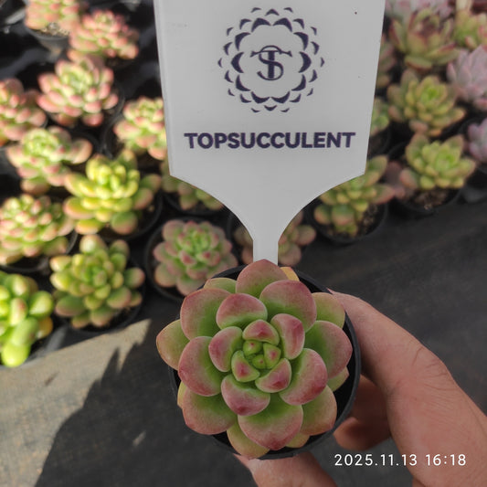 0760 シャングリー　エレー（5.5cm pot）