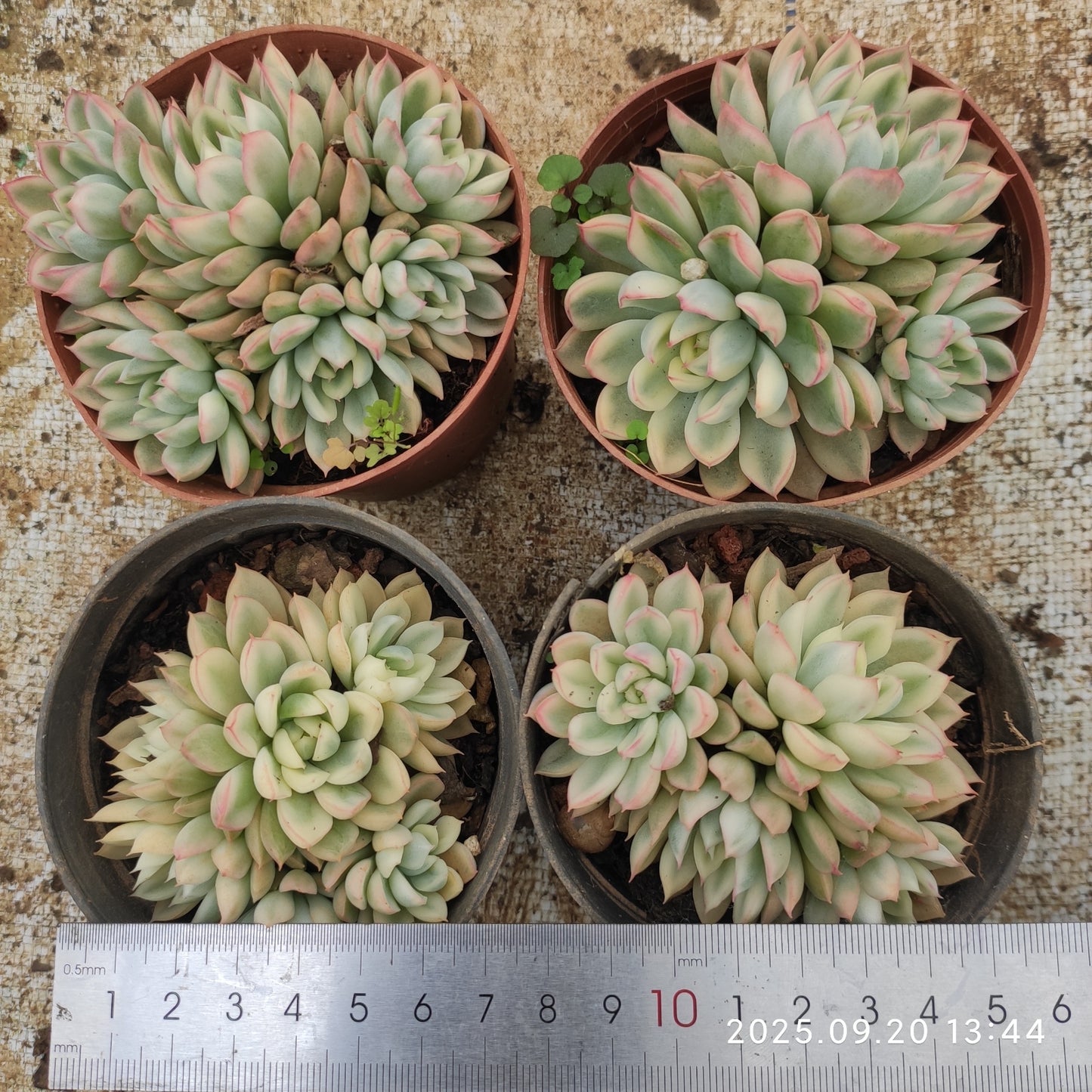 XY115 女雛錦（9cm pot）