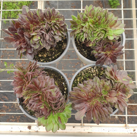 ON639 ムーン　ナイト 綴化（15cm pot）