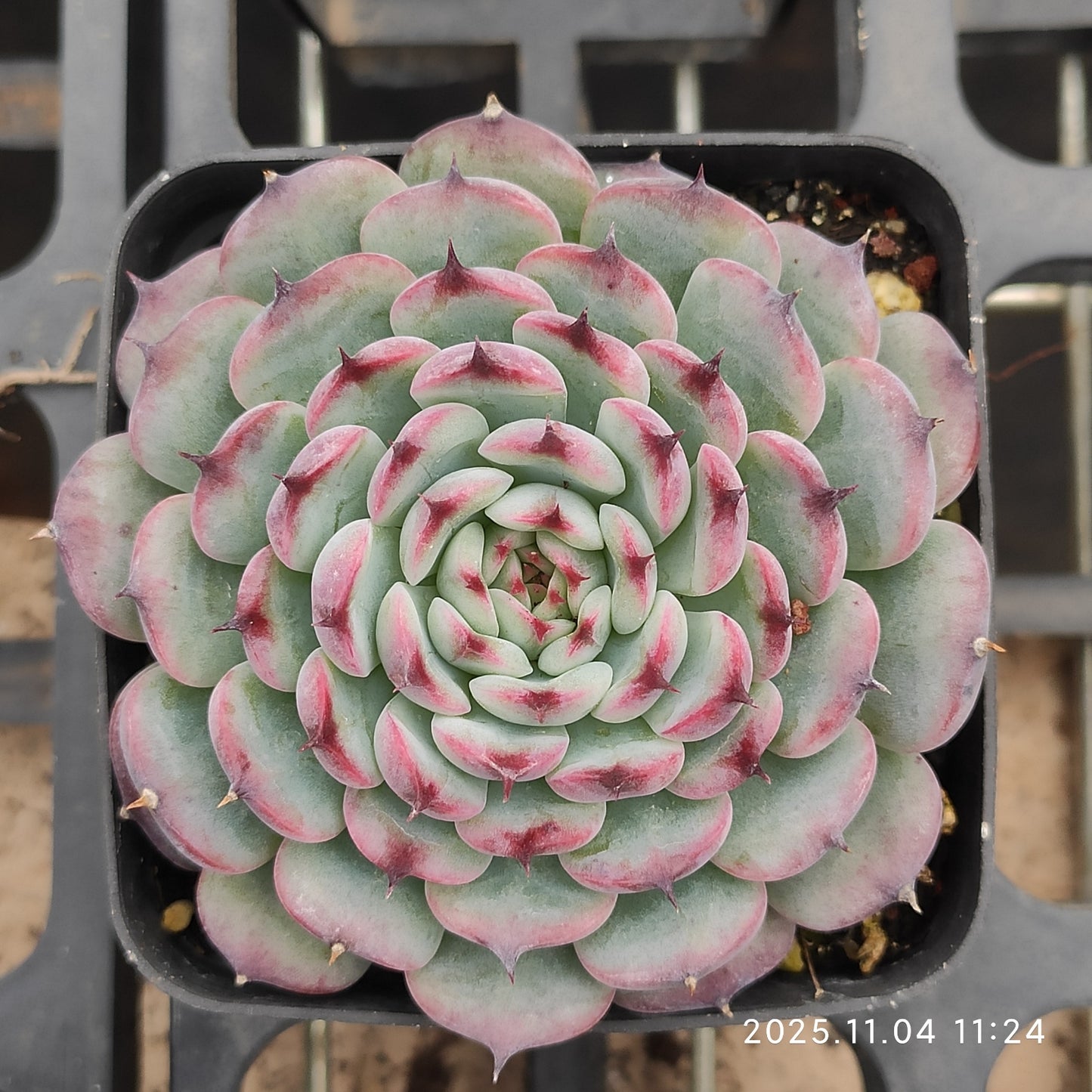 20762 マルセル（7cm pot）