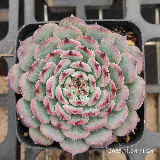 20762 マルセル（7cm pot）