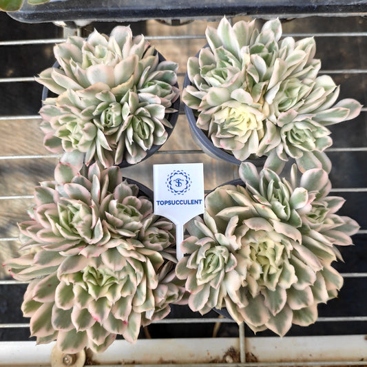 20283 パープル　バタフライ錦