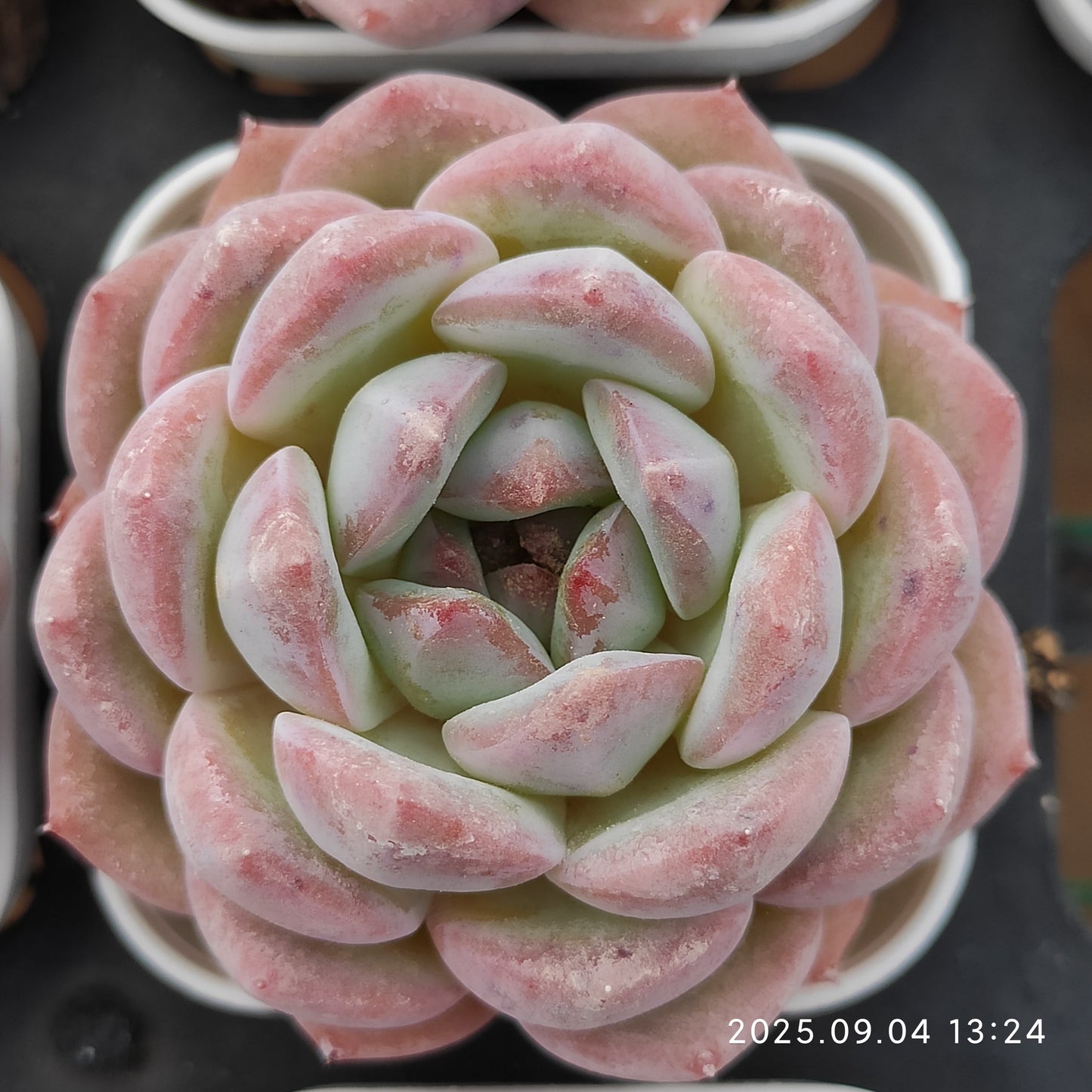 MMY154 ストロベリーアーモンド （5.5cm pot）