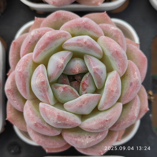 MMY154 ストロベリーアーモンド （5.5cm pot）