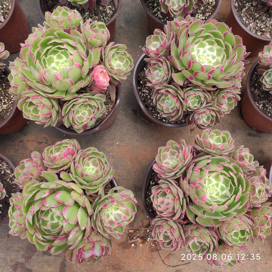 THH056 ピーコック　フェザーズ（15cm pot）