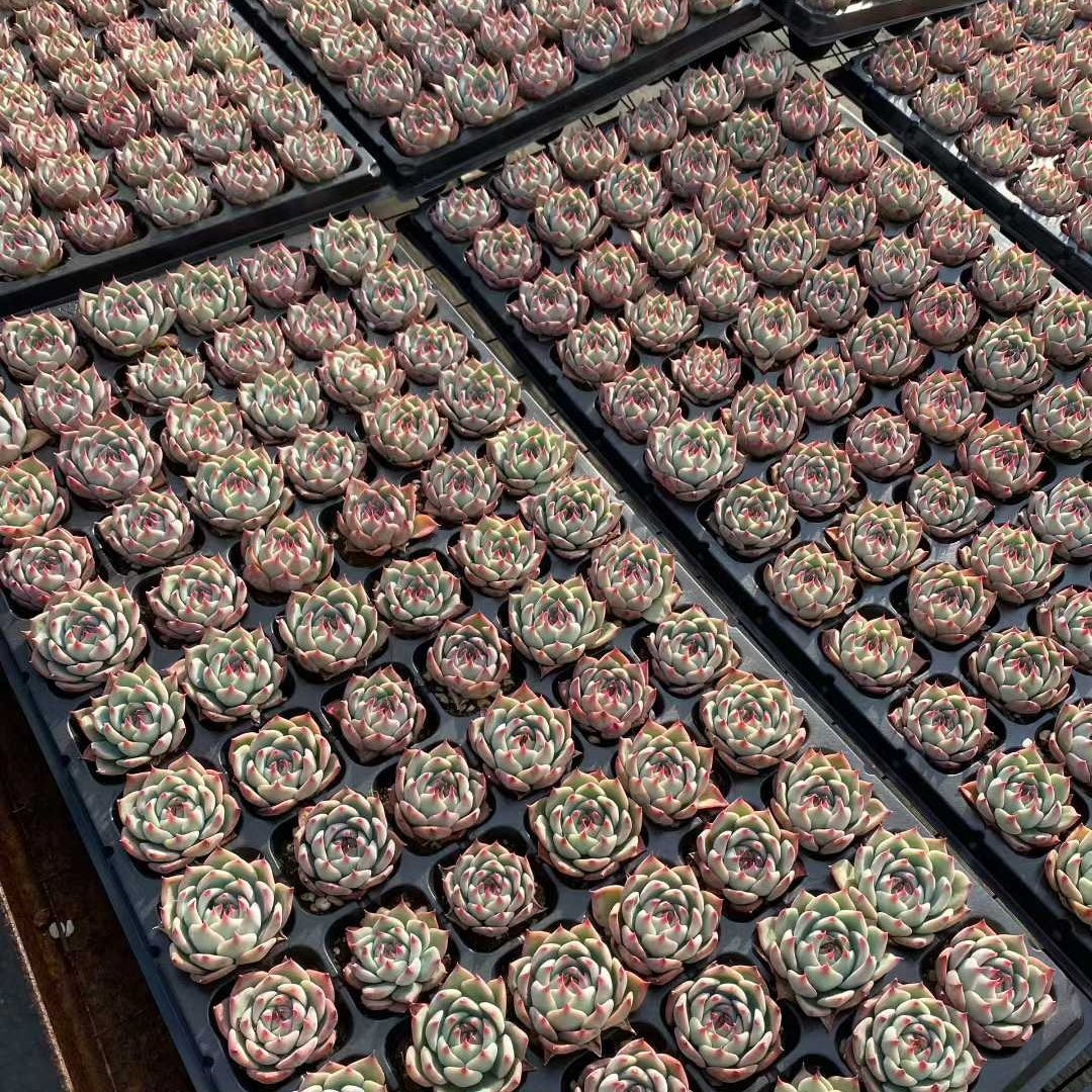 24029 チワワエンシス