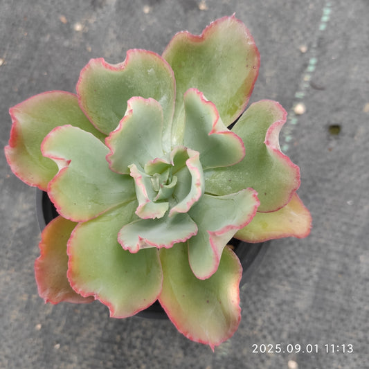 QN845 アクエリアス（9cm pot）