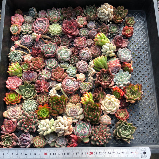 17856 ミックス苗（3cm pot）(穴トレー苗)30