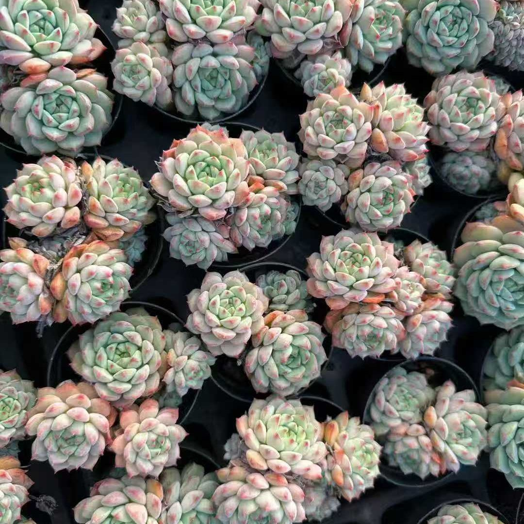 22023 パンダフェイス（5.5cm pot）