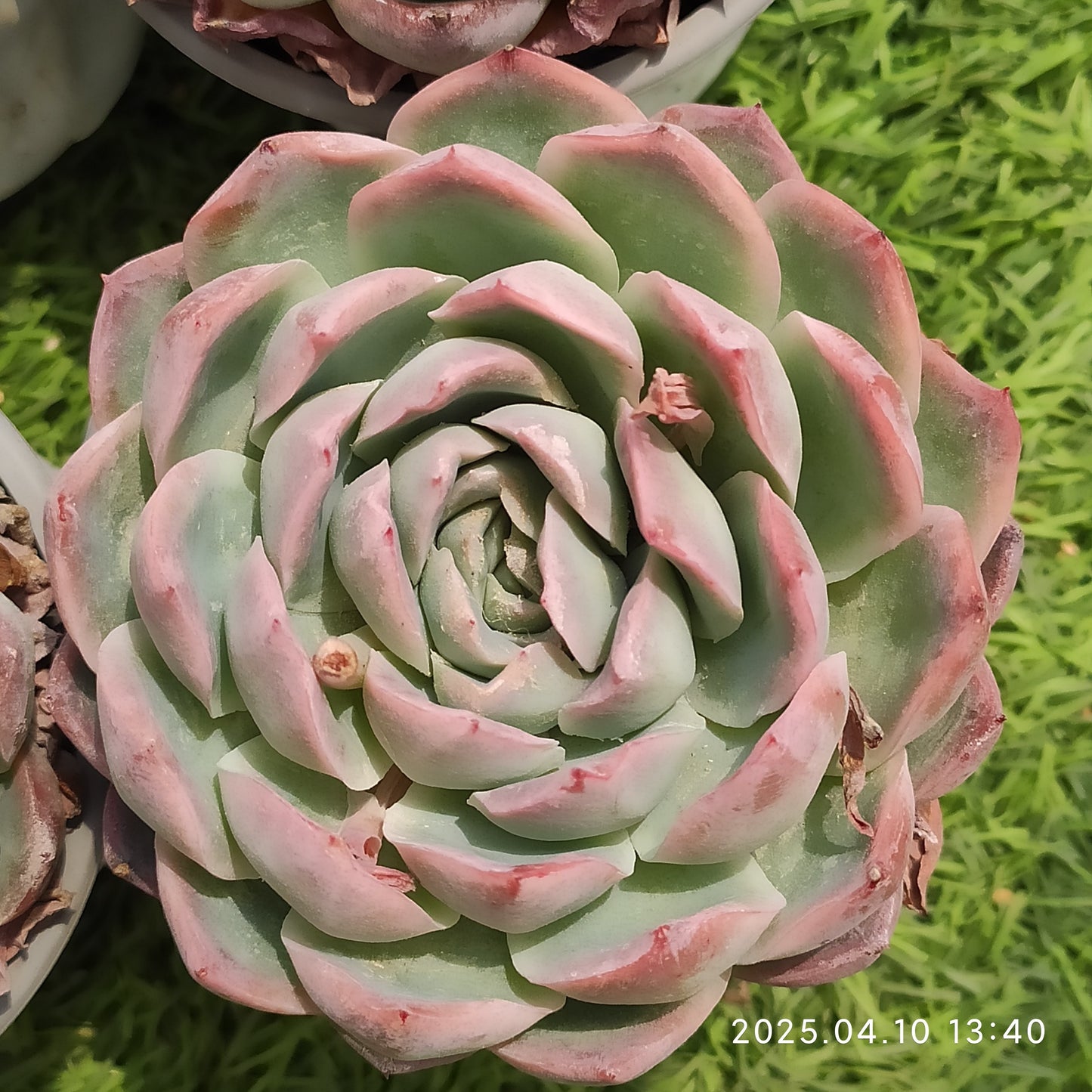 NGN491 ピンクエレガンス（9cm pot）
