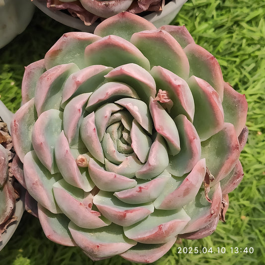 NGN491 ピンクエレガンス（9cm pot）