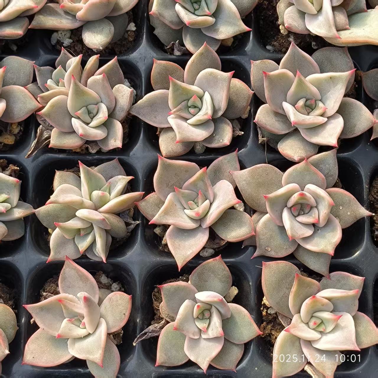 22477 レッドマディバ（3cm pot）（ポット苗）