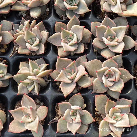 22477 レッドマディバ（3cm pot）（ポット苗）