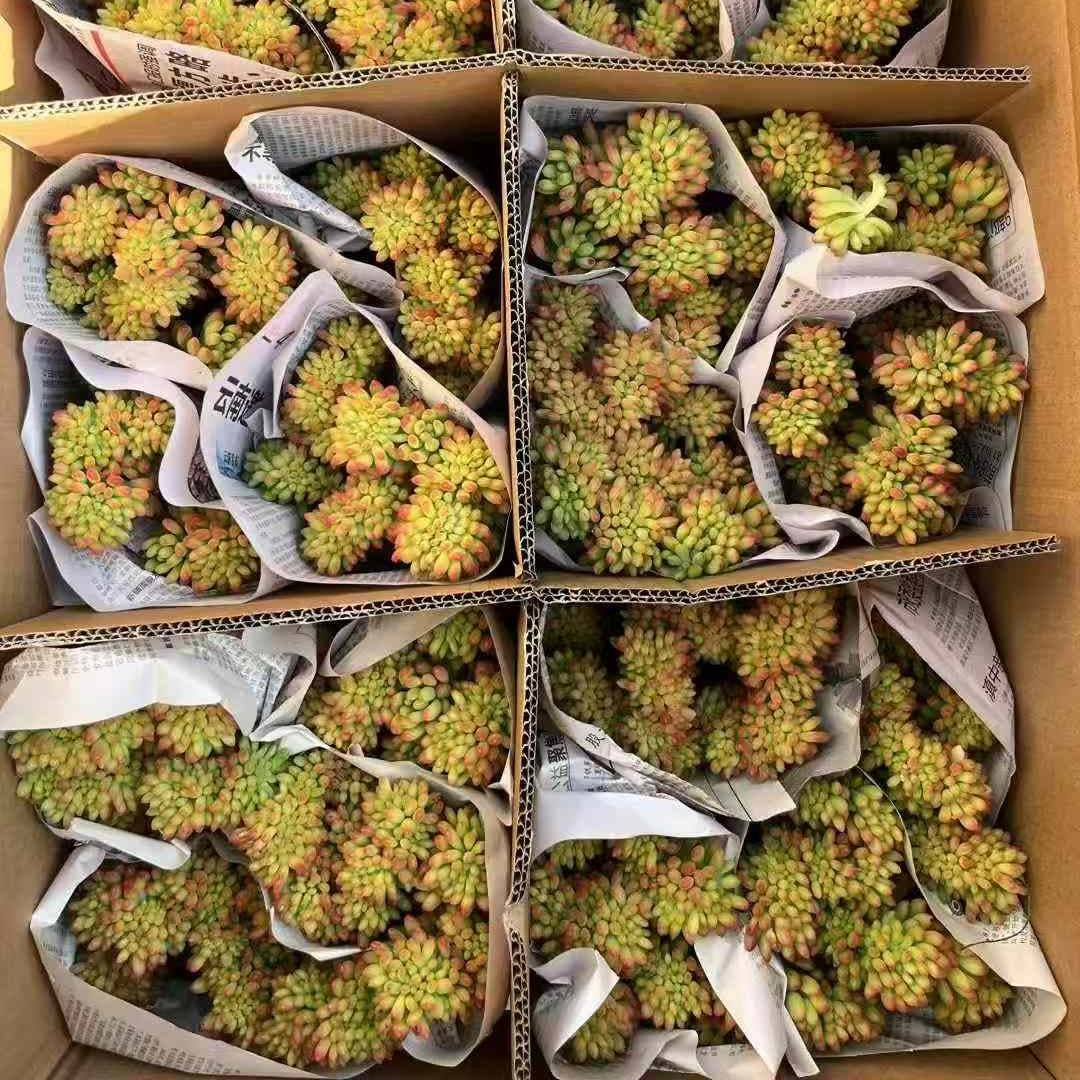 23566 アリス　エブンズ綴化