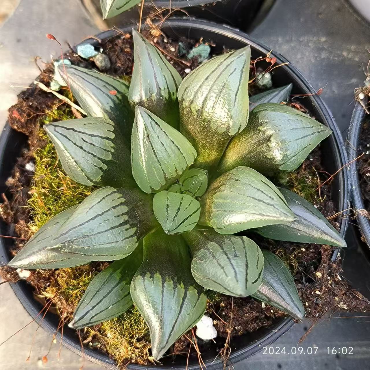 ハオルチア 普通苗 – Top Succulent®
