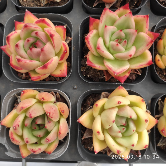 LMM385 ラウンディング（6.5 cm pot）