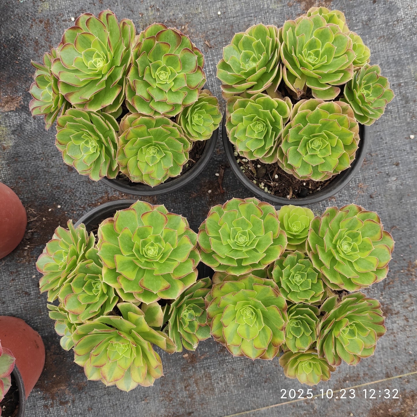 QZY003 ミルク　ワイト（15cm pot）