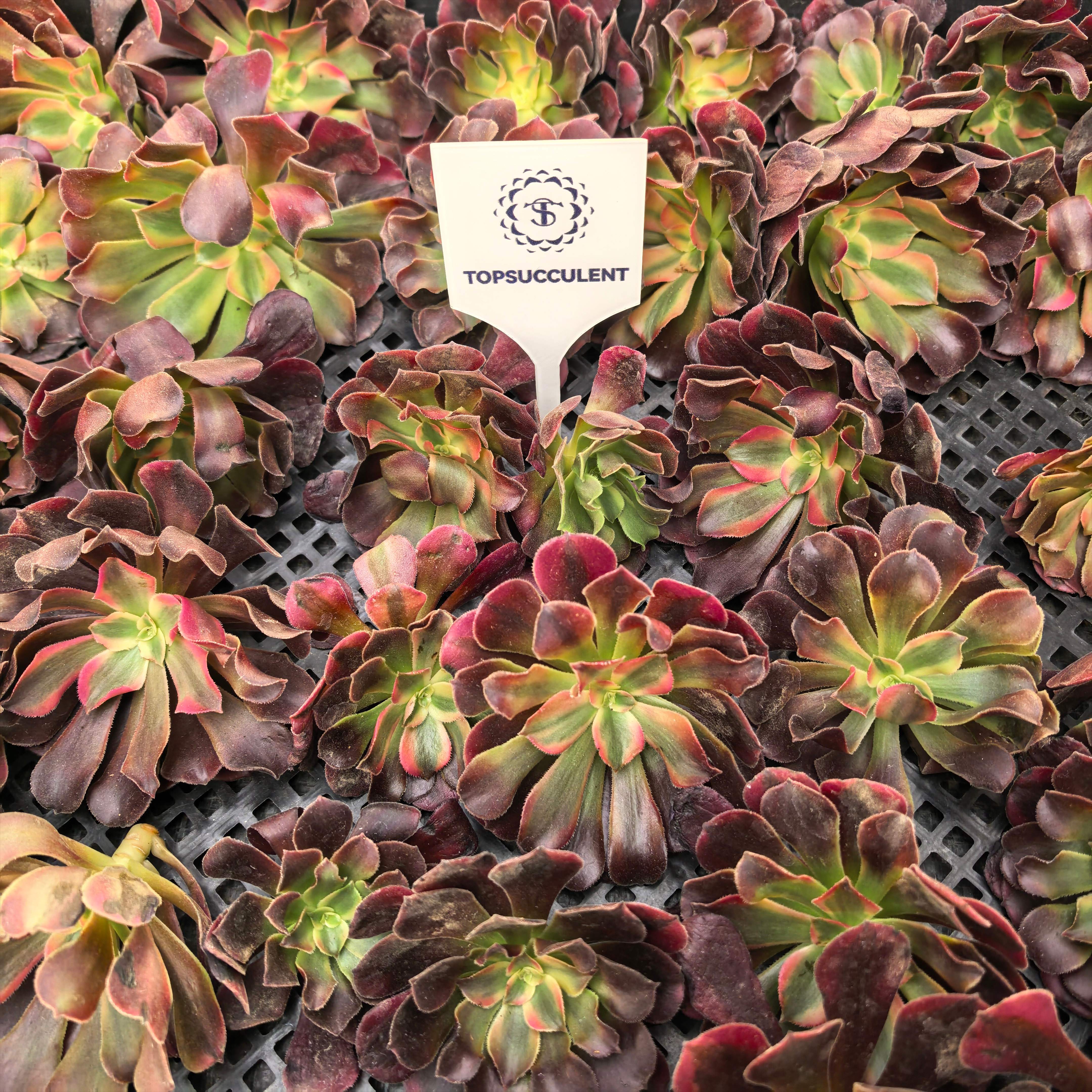 アエオニウム（カット苗） – Top Succulent®