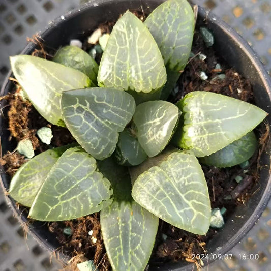 13139 ハオルチア 萩原 ハギフラ