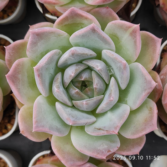HG048 マルギャンHyb（7cm pot）