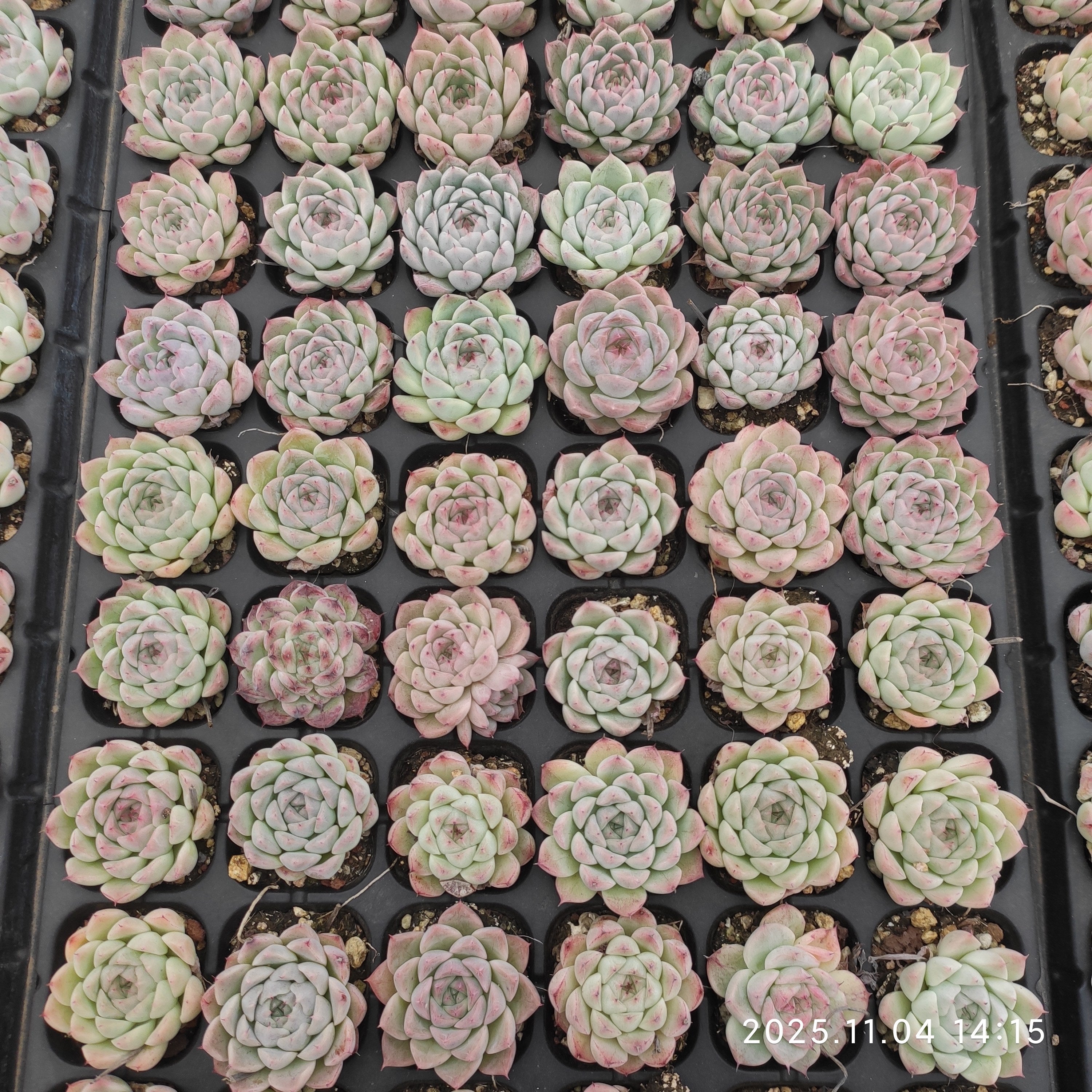プラグトレー苗 20260326 – Top Succulent®