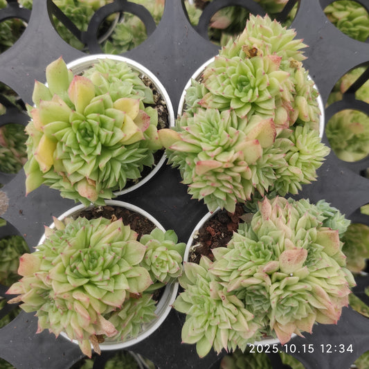 21461 ライト（5.5cm pot）