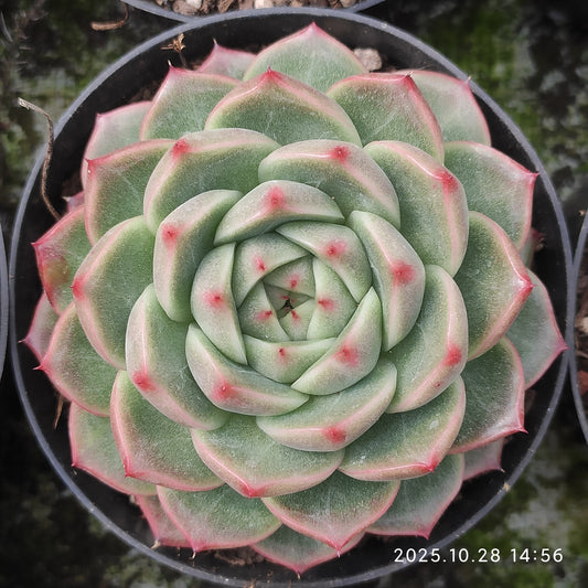 XY152 グレーズ・ジェニー  （7cm pot）