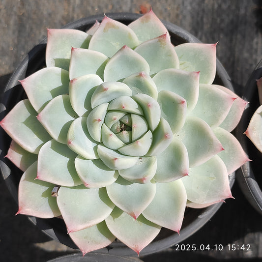NGN683 チワワエンシス Hyb （9cm pot）
