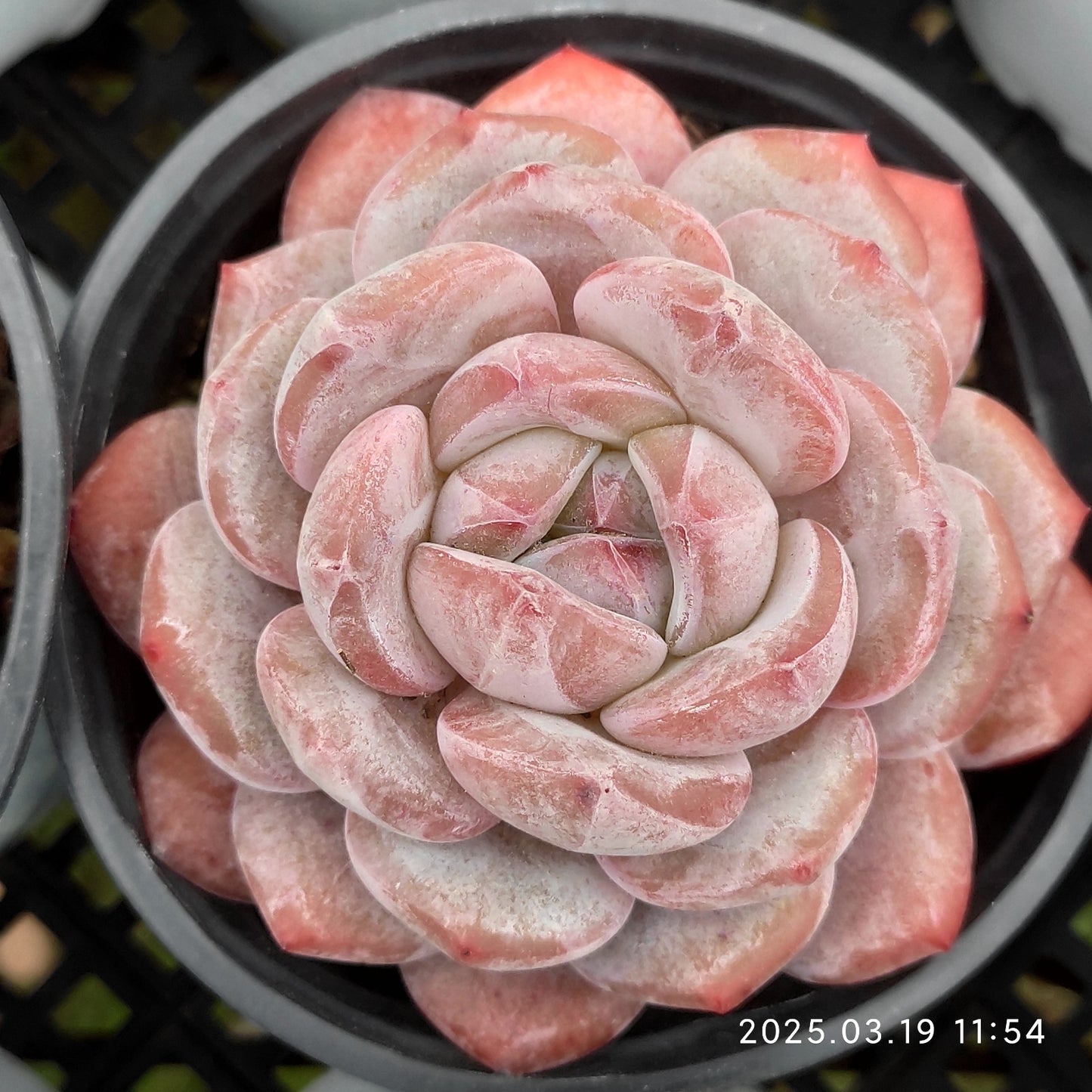 QN601 アイススピリット(6.5cm)
