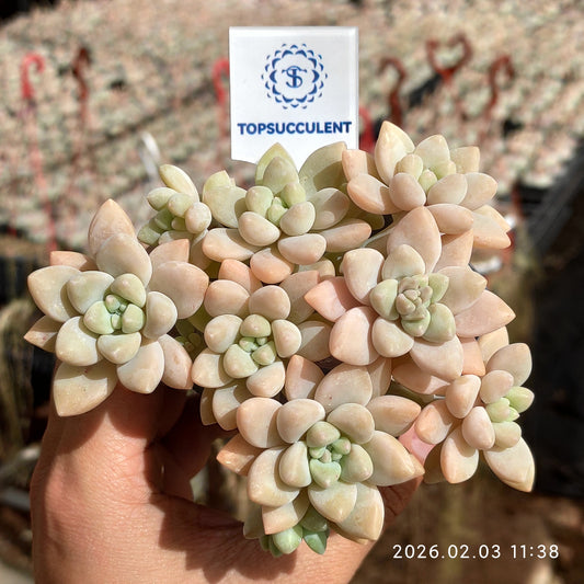 25618 チーズケーキ