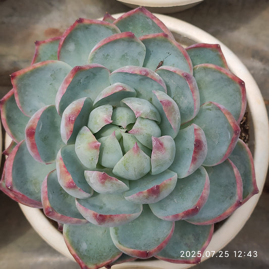 NGN781 カシオ（16cm pot）