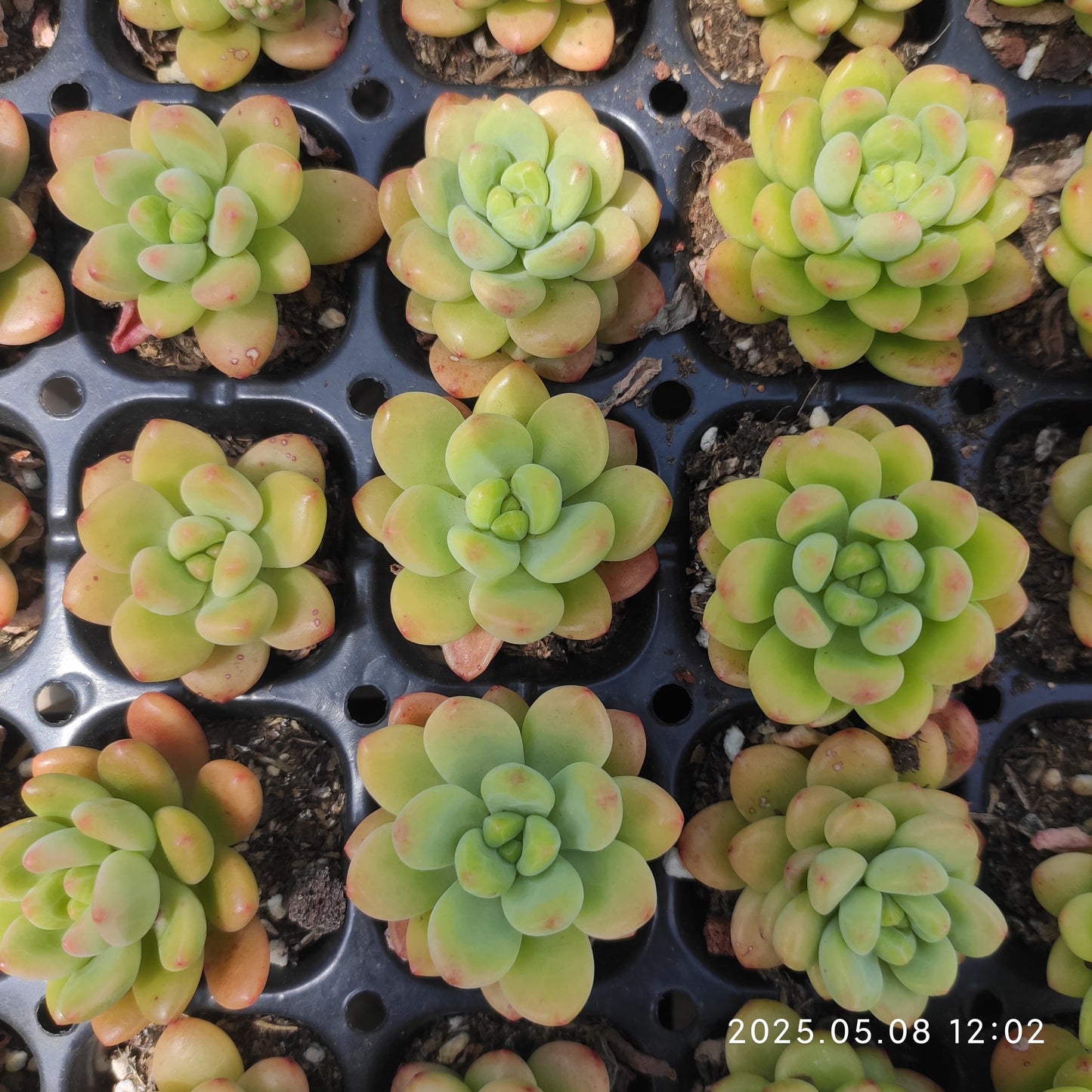 DQ052 シャングリラ(5cm pot)
