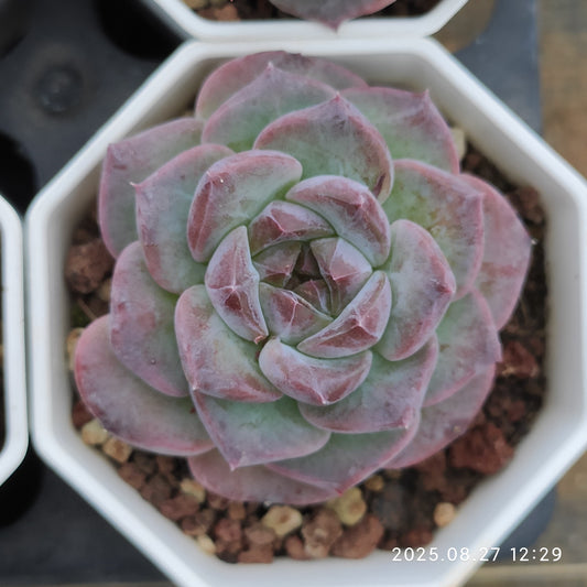 XQ1423 アイス　スピリットHyb（7cm pot）