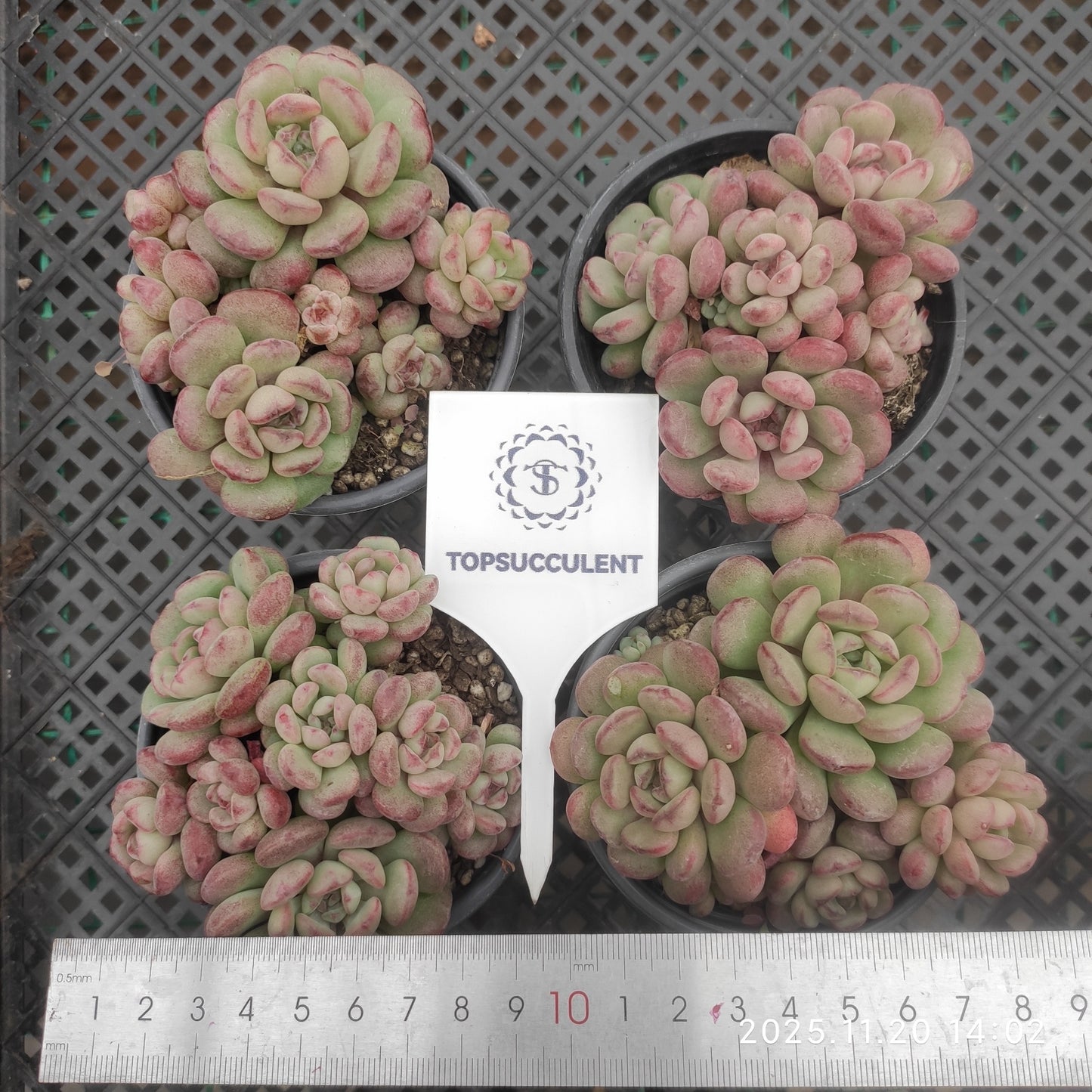 22774 ビーンスプラウト