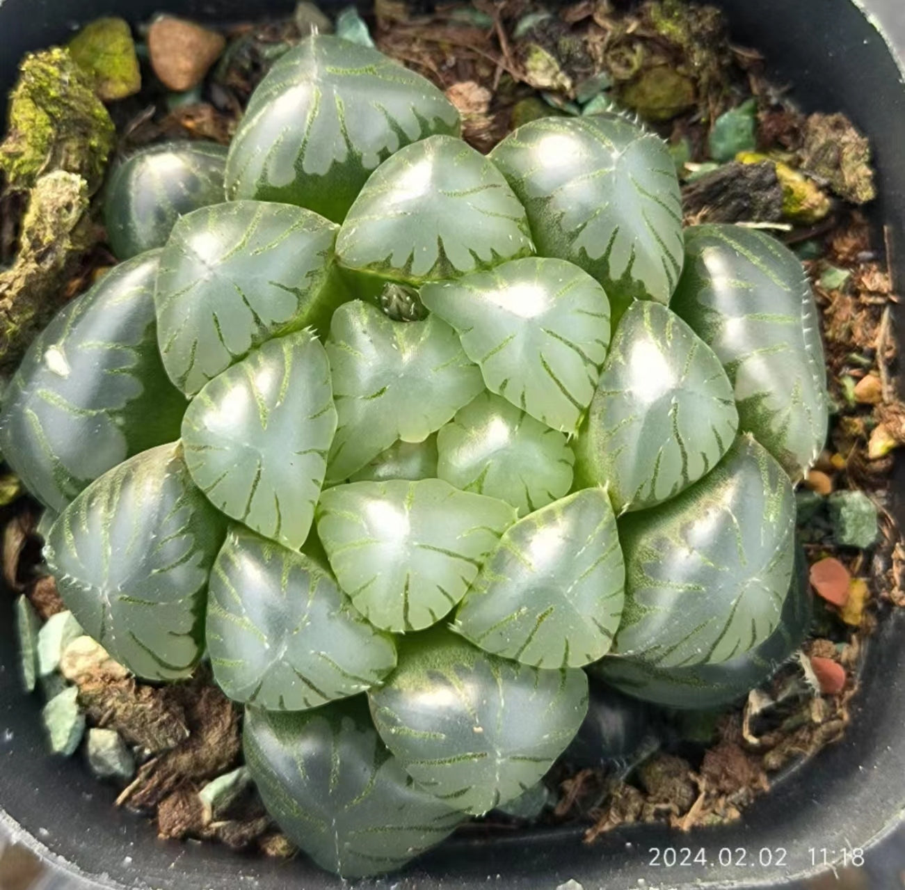 7407 ドドソンオプツ一サ