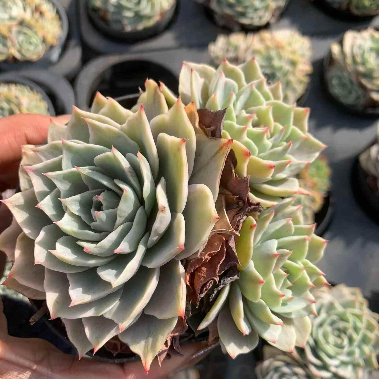 25169 シルバー　クィーン錦