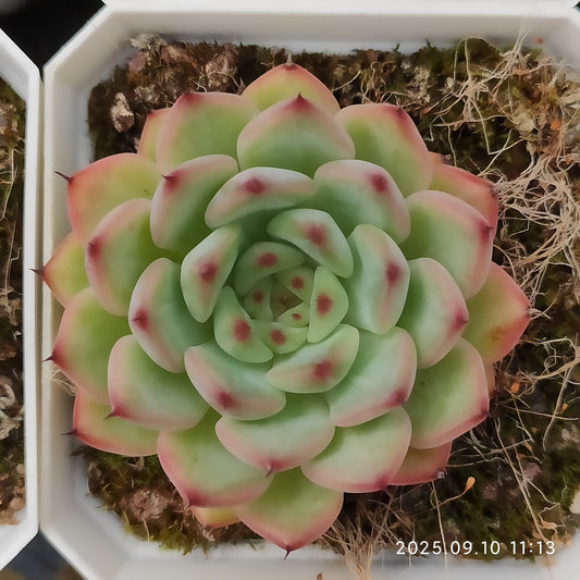 HG067 アメイジング　グレース x サックヤング（7cm pot）