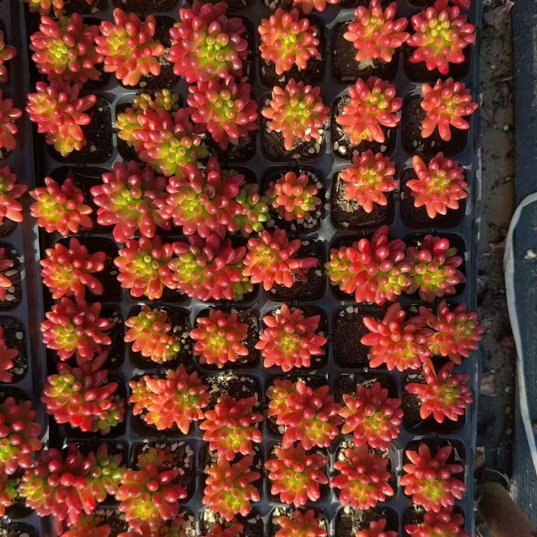 プラグトレー苗 20251204 – Top Succulent®