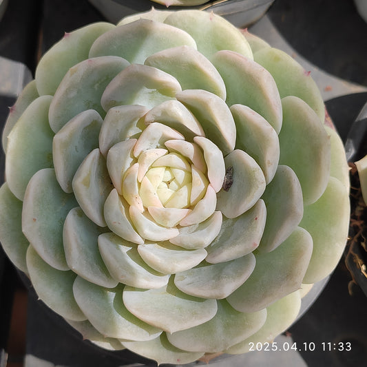 NGN522 ピュアラブ （9cm pot）